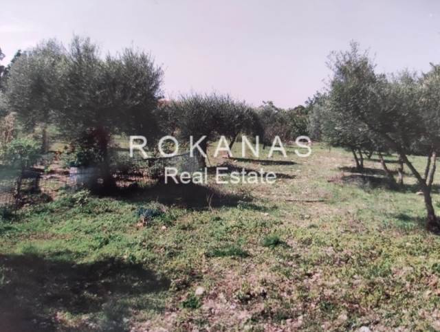 (For Sale) Land Agricultural Land  || Kefalonia/Eleios - 5.000 Sq.m, 80.000€ 