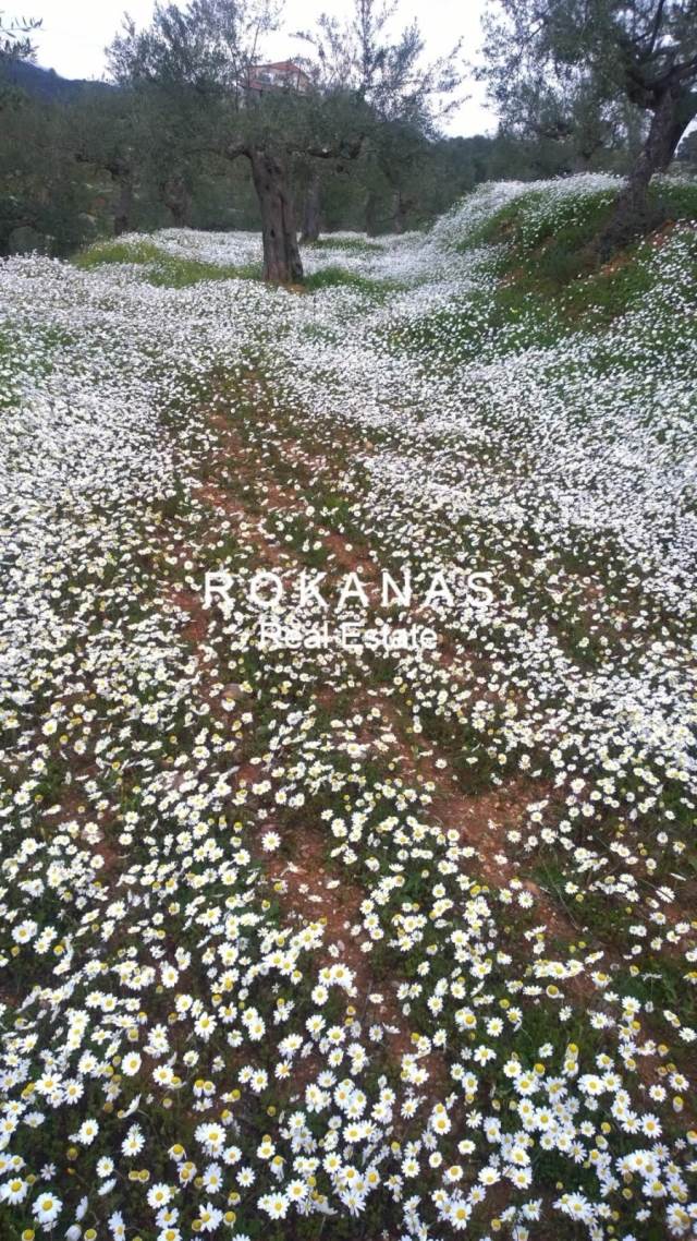 (Προς Πώληση) Αξιοποιήσιμη Γη Οικόπεδο εντός σχεδίου || Ν. Λακωνίας/Γύθειο - 1.000 τ.μ, 100.000€ 